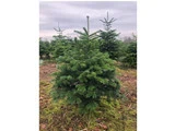 Juletræ - Nordmannsgran ca 175 cm