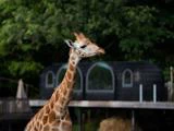 Night Explorer-ophold for 4 personer i Ree Park - Støtter 'Wild for life'