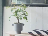 En lille figenplante i en grå, rund krukke med håndtag står på en lys træbænk ved siden af en sort-hvid stribet pude, tæt på en hvid væg og et vindue.