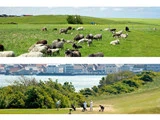Øverst: Får græsser på en græsklædt bjergskråning. Nederst: Folk spiller golf nær vand med en by synlig på den anden side af bredden og grønne områder omkring banen.