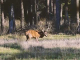 En stor kronhjort med gevir står i en solbeskinnet, græsklædt lysning omgivet af høje træer i en skov.