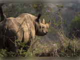 Night Explorer Africa ophold i Ree Park - inkl. årskort til hele familien