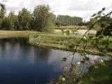 En rolig dam omgivet af grønt græs, siv og træer under en delvis overskyet himmel med grønne grene i forgrunden.