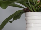 Nærbillede af grønne blade fra en plante i en hvid keramikpotte med struktur på en ensfarvet grå baggrund.