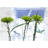 Gavekort á 200,- til Acacia Skjern