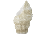 En struktureret, beige og hvid spiralformet muslingeskal er vist stående mod en almindelig hvid baggrund.