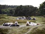 En gruppe får med tyk uld hviler på græs, mens flere får græsser under et stort træ i baggrunden. Scenen er naturlig og fredfyldt.