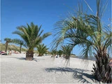 Flere palmer står langs en sandstrand under en klar blå himmel, og folk soler sig og slapper af i baggrunden.