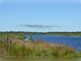 En flok fugle flyver hen over en blå flod, der er omgivet af højt græs og grønne områder under en klar himmel.