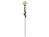 En enkelt langstilket blomst med grønne blade og en rund, lys cremefarvet, pigget blomst i toppen, isoleret på en hvid baggrund.
