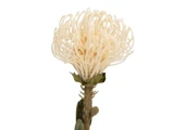 En enkelt, cremefarvet protea-blomst med tynde, lange, krøllede kronblade og grønne blade på en almindelig hvid baggrund.