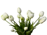 Aura Copenhagen, Tulipan, Buket, Kunstik, Hvid, 20 stk. Stilke, L:40 cm