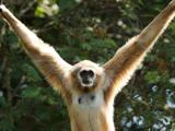 En lysebrun gibbon med lange arme, der er strakt opad, står foran grønne løvtræer.