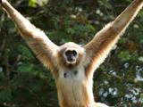 En gibbon med lysebrun pels strækker sine lange arme ud og sidder oprejst med en baggrund af grønne blade og sollys, der filtrerer gennem træerne.