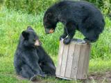 To sortbjørneunger, den ene sidder på græsset og den anden står på en skraldespand af træ, med græs og grønt i baggrunden.