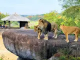 Tre løver står på en stor klippeplatform i en zoologisk indhegning, og i baggrunden ses træer og et shelter med stråtag.