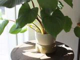 En grøn potteplante med store blade står på et træbord i sollyset, der strømmer ind gennem et nærliggende vindue.