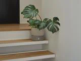 En monstera-plante i potte med store grønne blade står på hjørnet af en trætrappe op ad en lys væg.