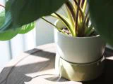 Et nærbillede af en grøn potteplante i sollys, der står på en træoverflade. Den hvide potte har en matchende underkop nedenunder.