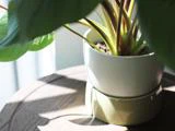 Et nærbillede af en grøn potteplante på et rundt træbord, hvor sollyset kaster skygger på bladene og potten.