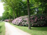 En snoet jordsti bugter sig gennem en frodig grøn park med høje træer og masser af blomstrende lyserøde rhododendron.