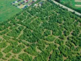 Luftfoto af en juletræsfarm med rækker af jævnt fordelte stedsegrønne træer, en vej og parkerede biler i øverste venstre hjørne.