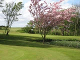 En golfbane med grønt græs, et lyserødt blomstrende træ i forgrunden og et golfflag i det fjerne.
