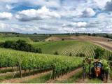 En rød traktor kører mellem sirlige rækker af vinstokke i en frodig, grøn vinmark mellem bølgende bakker under en delvis overskyet himmel.