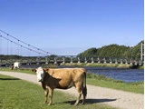 En brun og hvid ko står på et græsareal nær en grussti med en anden ko, der græsser i baggrunden. En hængebro i metal krydser en flod under en klar blå himmel.