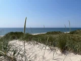 Sandstrand med græsklædte klitter i forgrunden, blåt hav og klar himmel i baggrunden på en solrig dag.