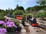 Et lille, farvestrålende tog kører gennem en frodig have med blomstrende lilla blomster og grønne træer under en klar himmel.