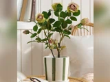 En rosenplante i potte med lyserøde blomster og grønne blade i en hvid potte med grønne lodrette striber, placeret på et flettet bord indendørs.