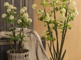 To høje planter med hvide blomster i flettede kurve står ved siden af en træbænk med et struktureret beige tæppe på en trævæg og en solbrun baggrund.
