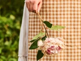En person i et brunt og hvidt ternet forklæde holder en lyserød pæonblomst i stilken med grønne planter i baggrunden.