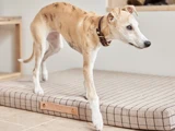 En slank, brun og hvid hund med et brunt halsbånd står på en hundeseng med ternet mønster inde i huset.