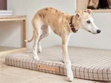 En lysebrun hund med et mørkt halsbånd står med forbenene på en ternet hundeseng og ser opmærksom ud. Scenen udspiller sig indendørs med et lyst gulv og minimal indretning.