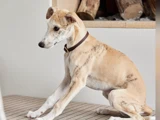 En brun og hvid hund med et mørkt halsbånd sidder inde på et stribet underlag, mens der i baggrunden ligger stablede brændeknuder.