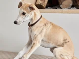 En lysebrun hund med mørke striber og et brunt halsbånd sidder inde på en stribet pude, med stablede brændestykker i baggrunden.