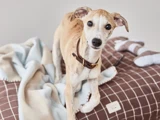 En lysebrun og hvid hund med halsbånd står på et brunt ternet tæppe ved siden af et plyslegetøj og et hvidt og blåt tæppe.