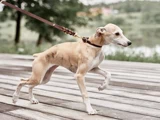 En lysebrun og hvid whippet i snor går raskt på træplanker udendørs, med grønne omgivelser og vand i baggrunden.