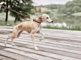 En lysebrun hund med et mørkt halsbånd går på en træterrasse, mens den holdes i snor. I baggrunden ses grønne træer og en sø, der fremstår slørede.