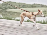 En brun og hvid hund i snor går i rask tempo på et trædæk ved en rolig sø med grønne træer i baggrunden.
