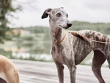 En brindlet greyhound i snor står udendørs på et træunderlag og ser opmærksom ud, med grønne planter og en sløret baggrund bag sig.
