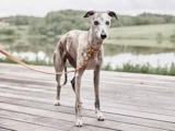 En slank greyhound med stribet pels står på et trædæk, iført snor og halsbånd, med grønne omgivelser og en sø i baggrunden.