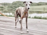 En slank, stribet greyhound i snor står på en træterrasse udendørs, med grønne træer og en sø i baggrunden.