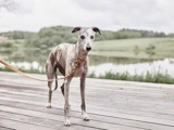 En brindlet greyhound i snor står på et trædæk tæt ved en sø, med grønne træer og bakker i baggrunden under en overskyet himmel.
