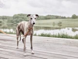 En slank, grå og hvid hund i snor står på et trædæk med en sø og grønne bakker i baggrunden.
