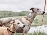 To greyhounds i snor står udendørs, den ene er brun, den anden stribet, med et sløret grønt landskab og en overskyet himmel i baggrunden.