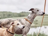 To whippets i snor, den ene brun og den anden stribet, står udendørs foran et sløret grønt landskab og en dam.