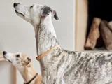 To greyhounds med kort pels og halsbånd står indendørs og kigger mod venstre. Den hund, der står tættest på, har en stribet pels, mens den anden har en lys brun og hvid pels. I baggrunden ses træstamm